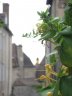 DANS LES RUES DE AUTUN.JPG - 